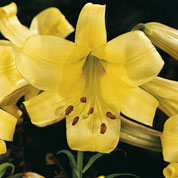 Trumpet shaped Lily 'Royal Gold'